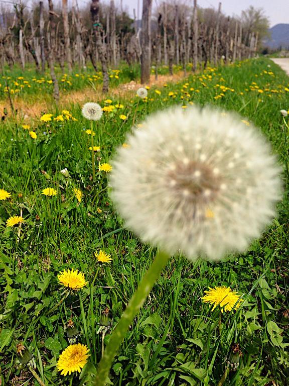 Casa Romea Lägenhet Cividale del Friuli Exteriör bild
